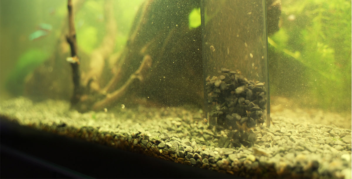 Schnellster und einfachster Wasserwechsel im Aquarium