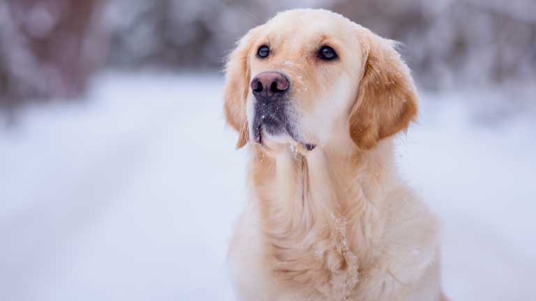 wann werden golden retriever geschlechtsreif