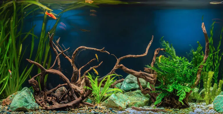 Die 16 besten leisen Aquarium Luftpumpen hier im Überblick – Ratgeber