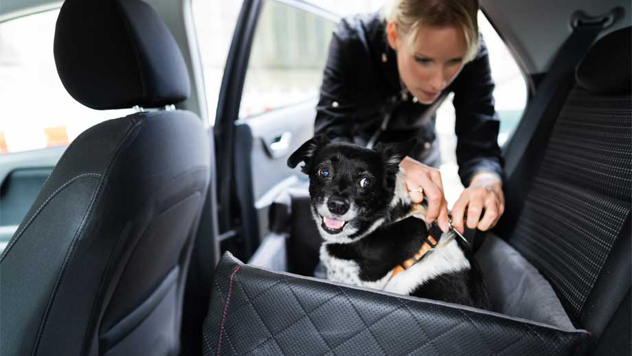 Anschnallschlaufe Universal für Hunde im Auto